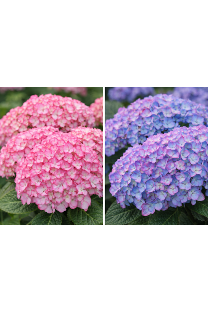 Гортензія  Мірай зміна кольору на кислих грунтах